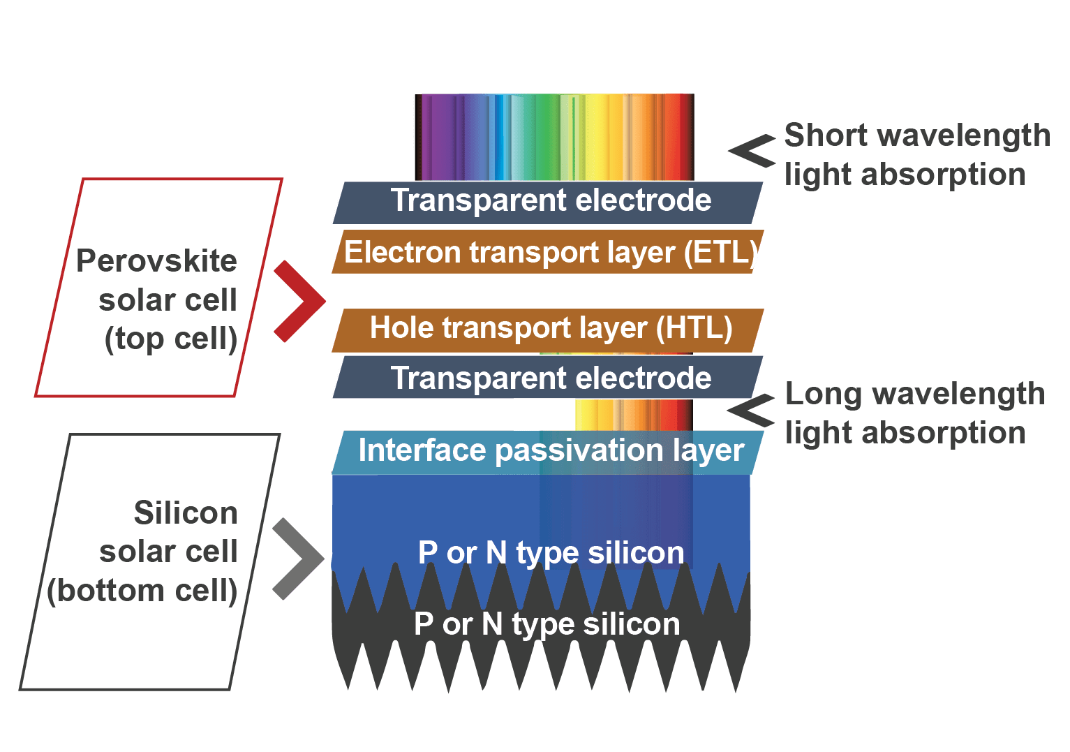 Structure of a perovskite/silicon tandem solar cell with layers. Silicon solar cell (bottom cell): two layers of P or N type silicon, Interface passivation layer. Perovskite solar cell (top cell): transparent electrode, Hole transport layer, transparent electrode